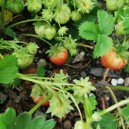 W Dworku Pod Twierdza Apartment