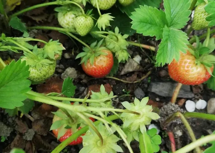 W Dworku Pod Twierdza Апартаменты