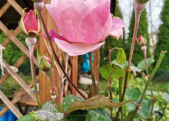 W Dworku Pod Twierdza Апартаменты